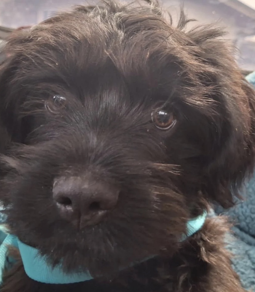 Pilots N Paws tweet media