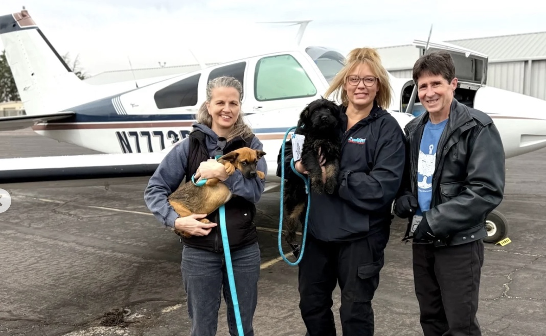 Pilots N Paws tweet media