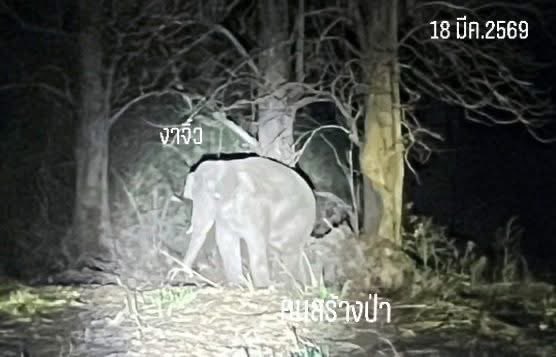 Justice for หูพับ tweet media