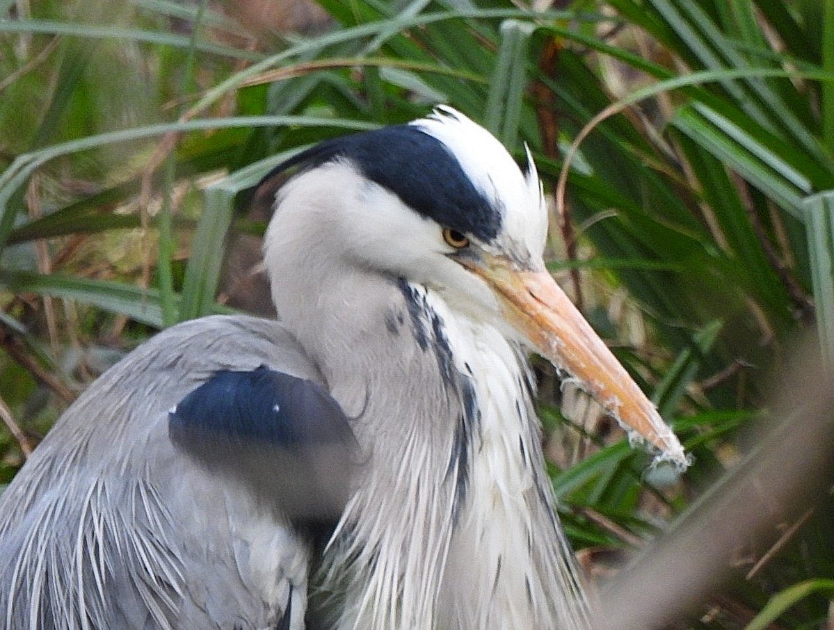 Old Man Kirky 🏴󠁧󠁢󠁷󠁬󠁳󠁿 tweet media