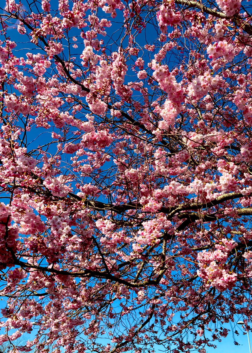 lylybloomfit tweet media