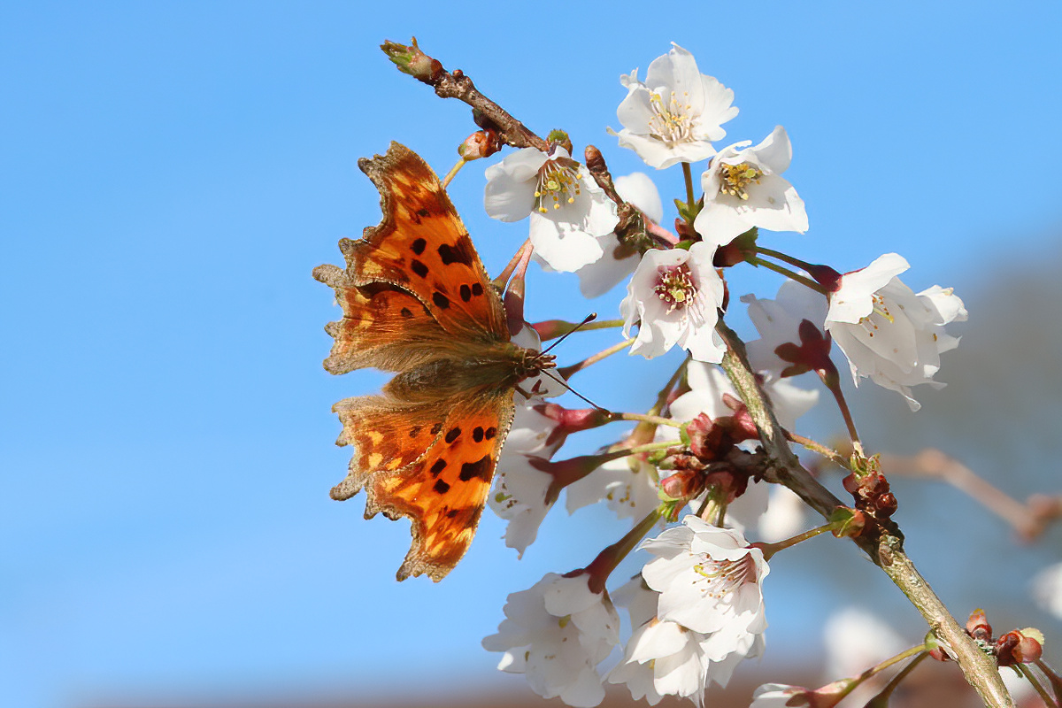 David Emley tweet media