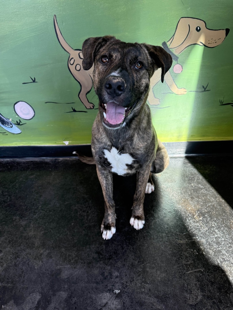 Memphis Humane Society tweet media