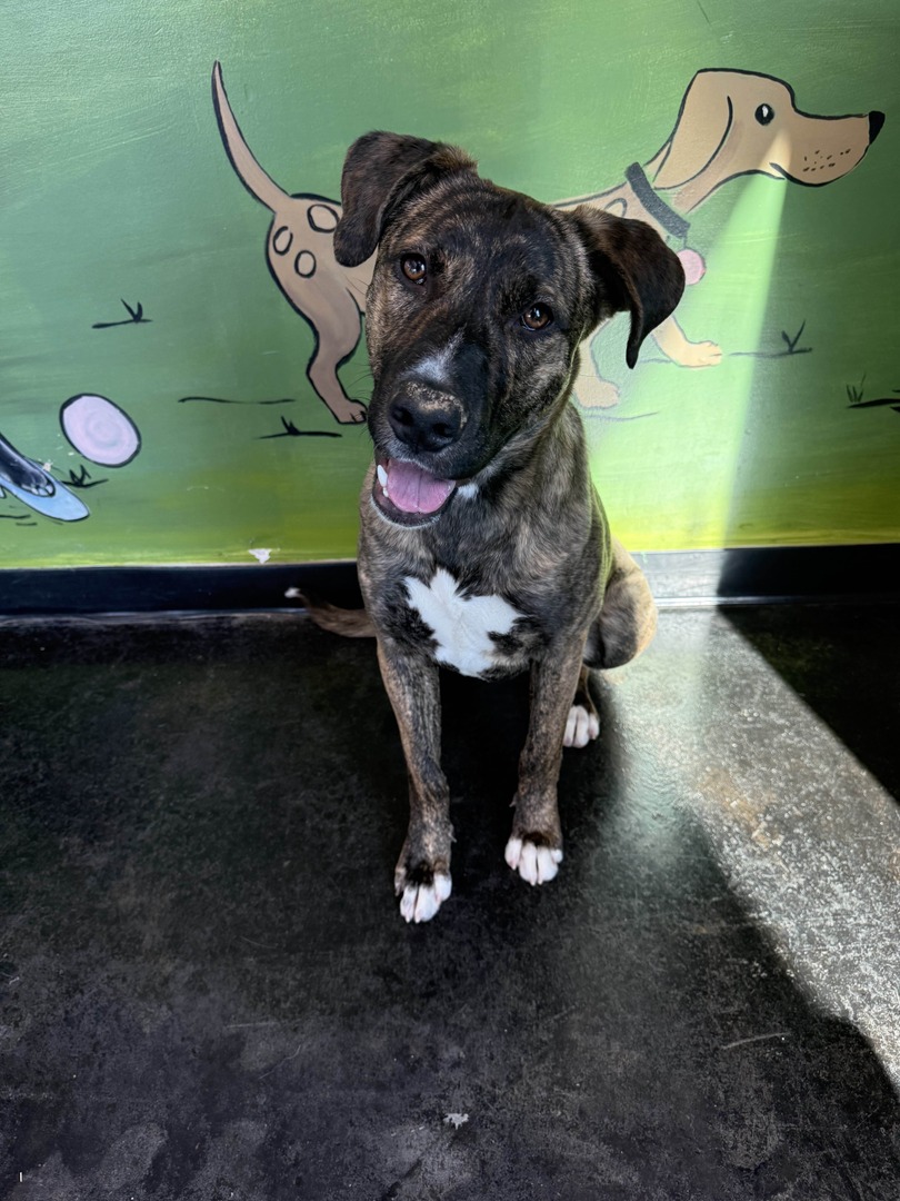 Memphis Humane Society tweet media