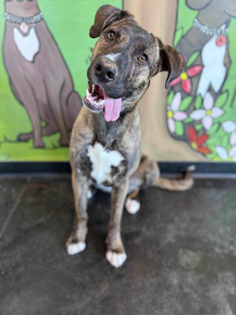 Memphis Humane Society tweet media