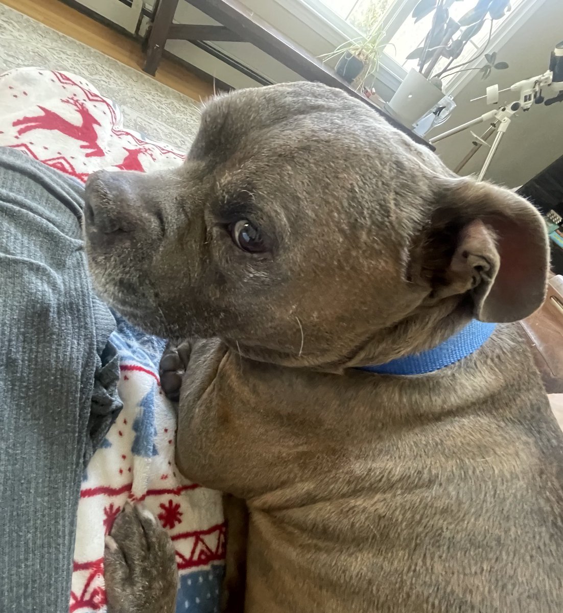 hello this is my cat percy So meet my Cat percy