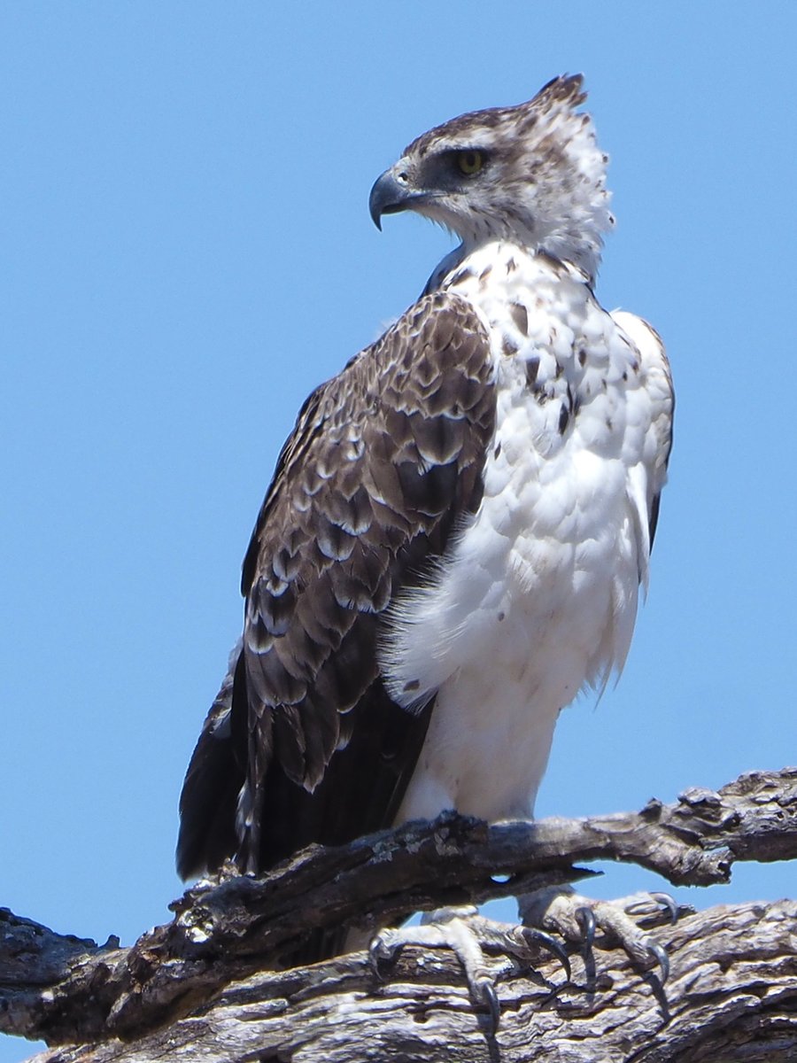 Brian E.Carruthers tweet media