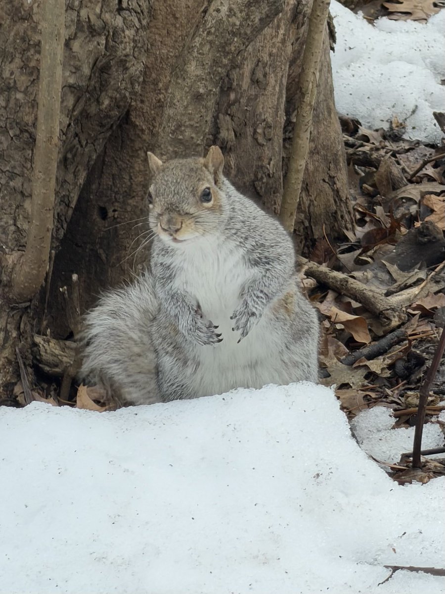 Fuzzy Squirrels tweet media