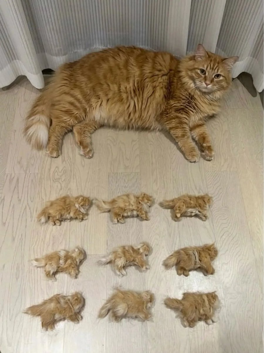 동물짤 모으는 말랭이 tweet media