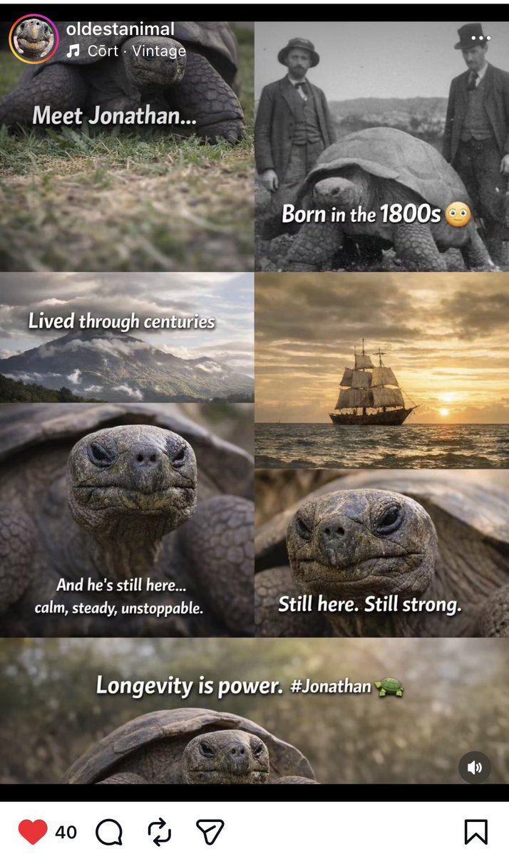 Jonathan The Tortoise (Worlds Oldest Animal) tweet media