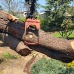 Photo by Arborist Now (@ArboristNow)