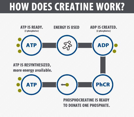 Mind Muscle Project tweet media