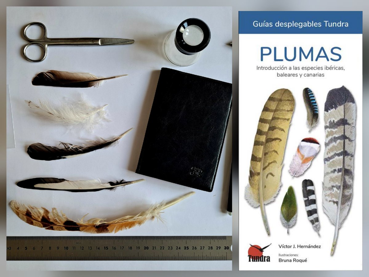 Tundra Ediciones tweet media