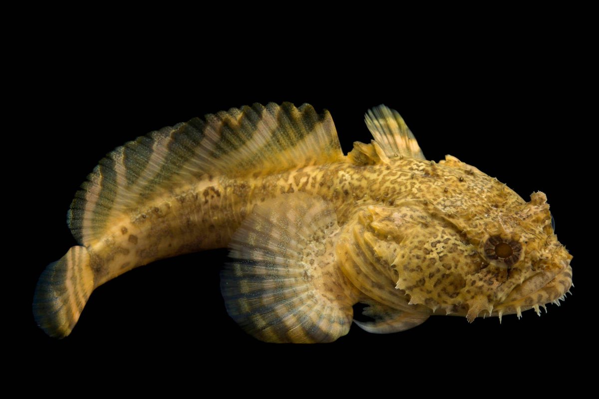 ✝️🇺🇸Americas Raven Guard of Honor 🇺🇸/🚫🥾🐍 tweet media