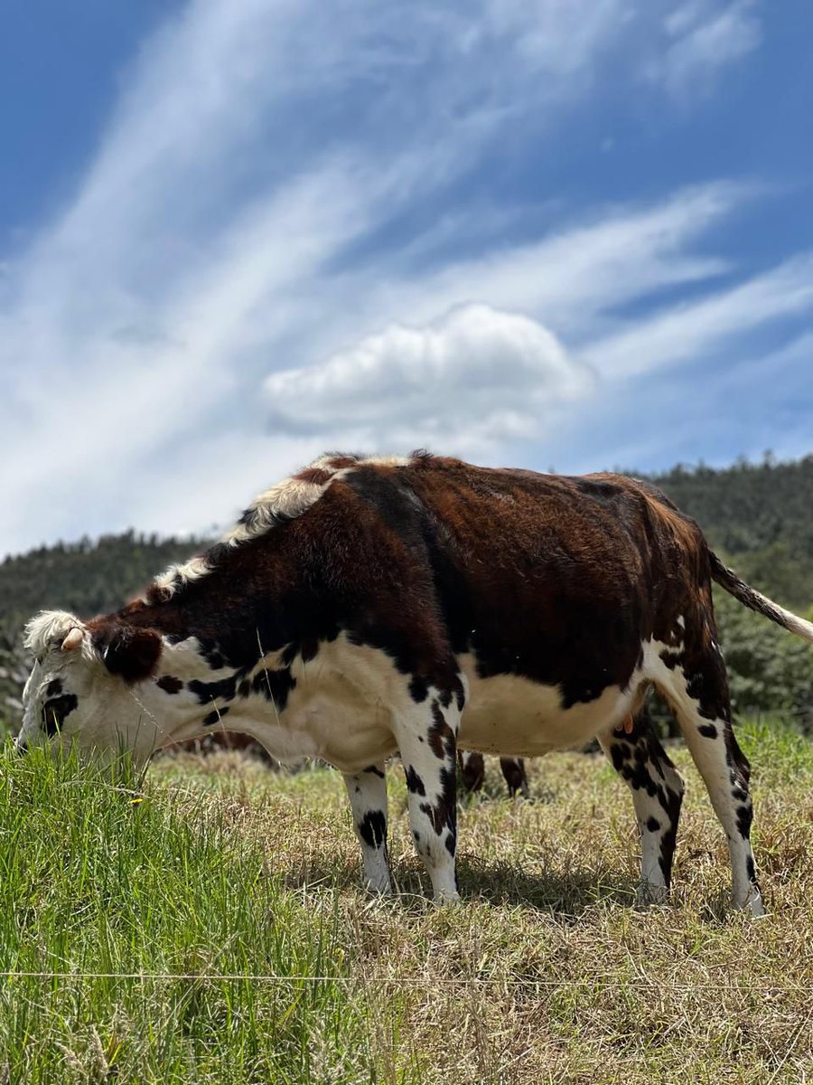 FEDEGAN PAIPA tweet media