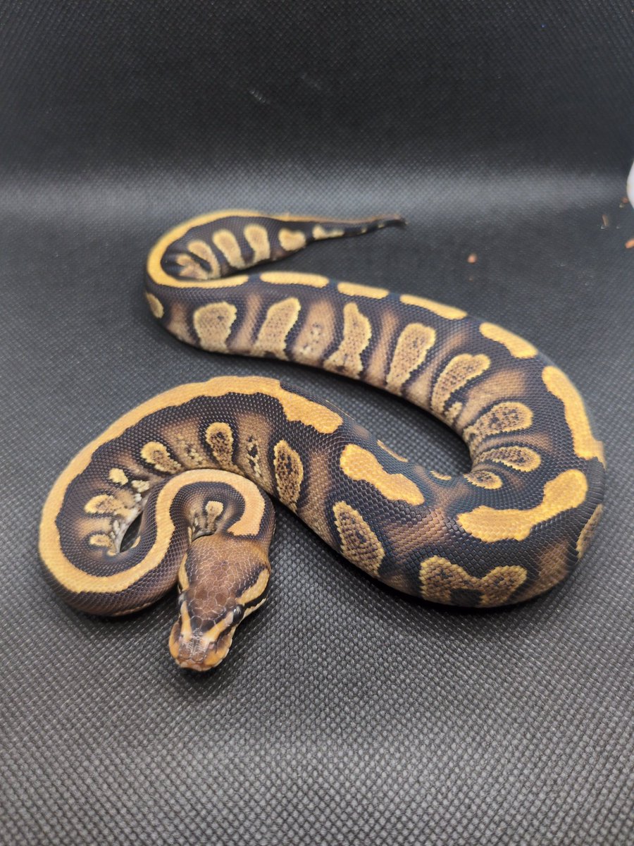 Ball Soul 4/26JH浜松・4/29 はちゅレプ新潟 tweet media