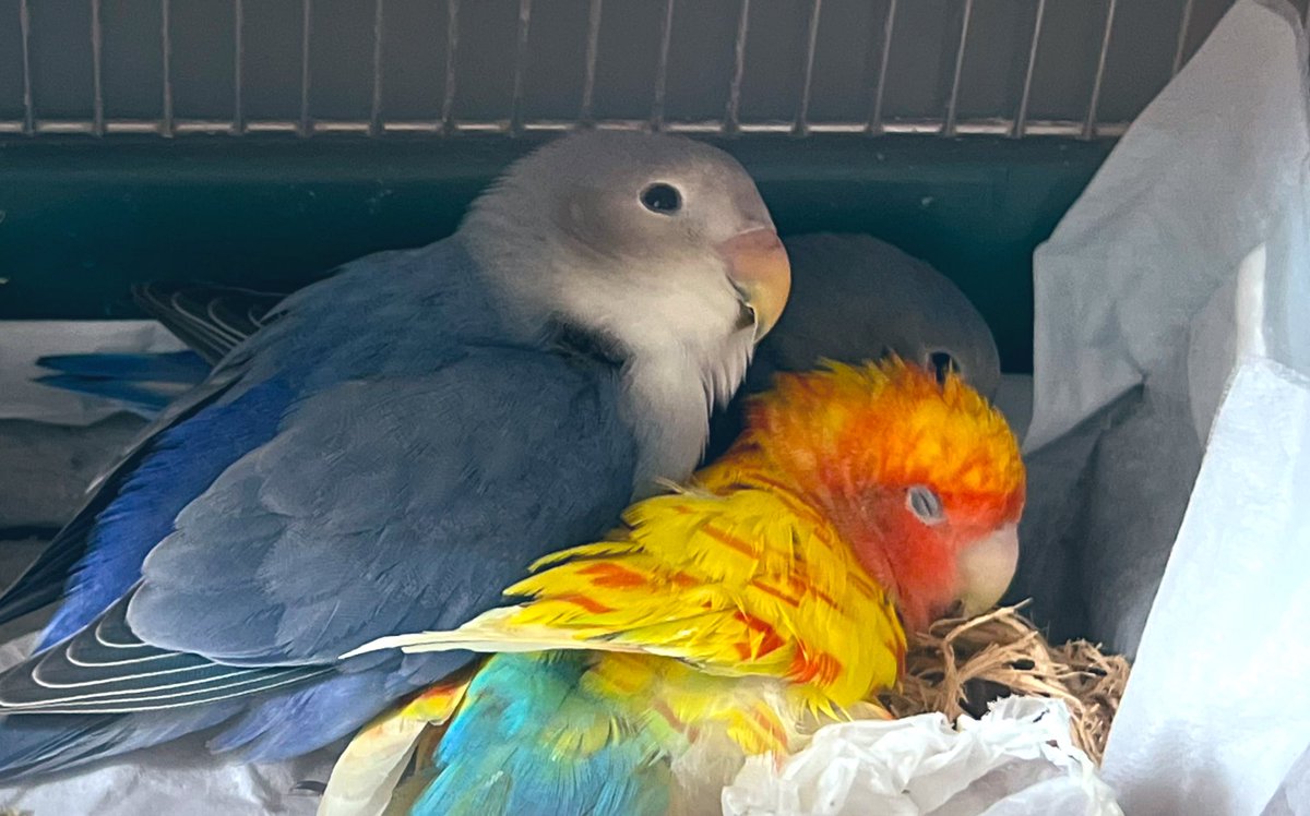 エンリコ tweet media