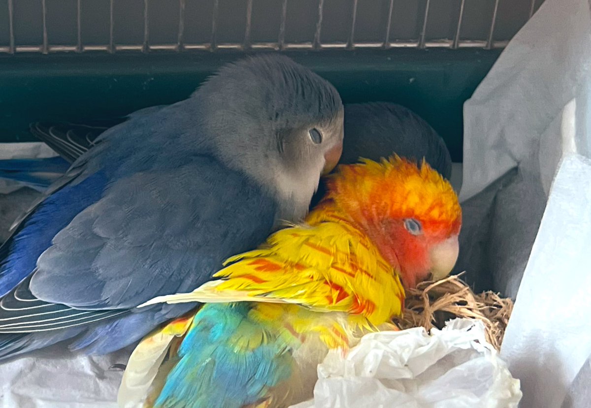 エンリコ tweet media