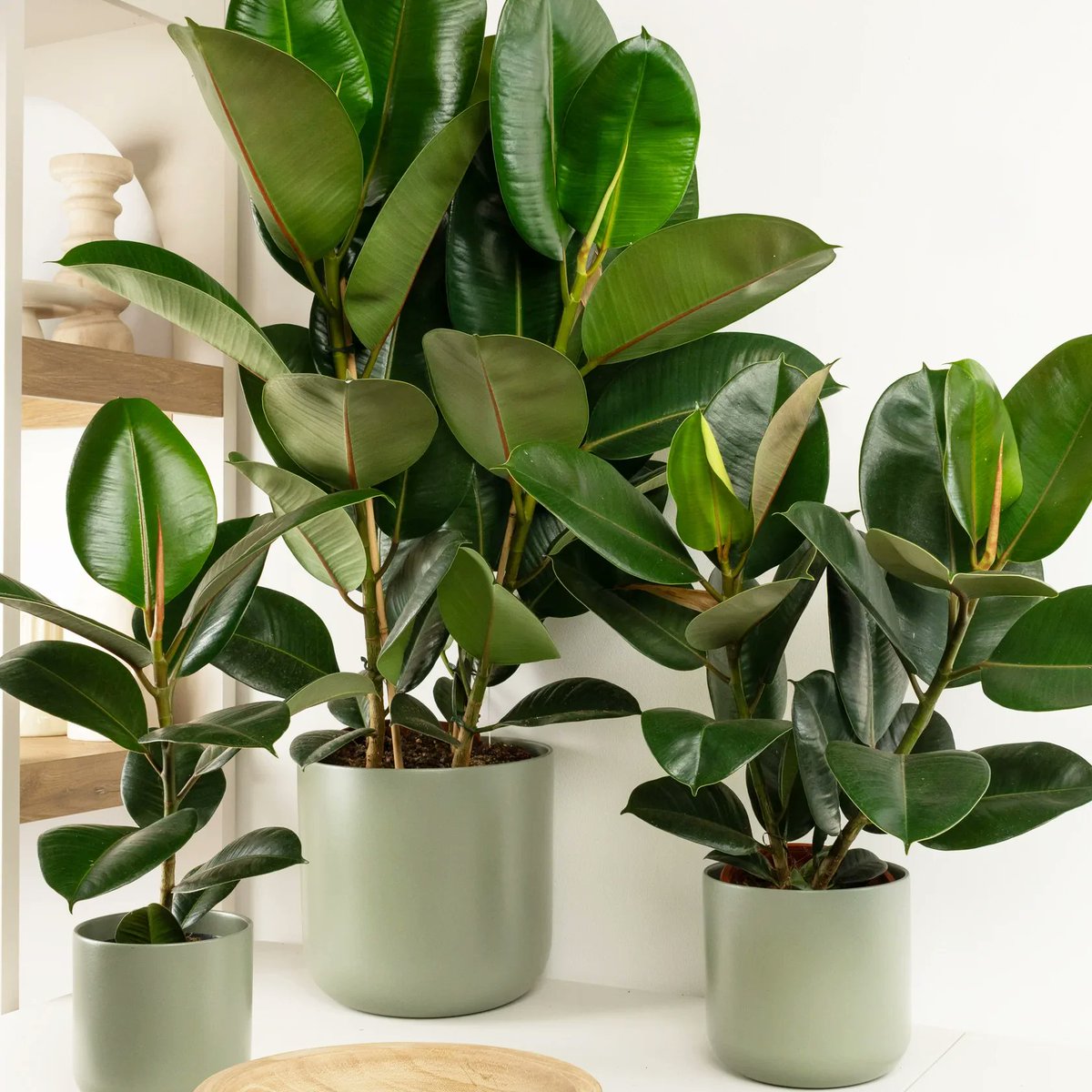 Flamenco Nut 🍄 tweet media