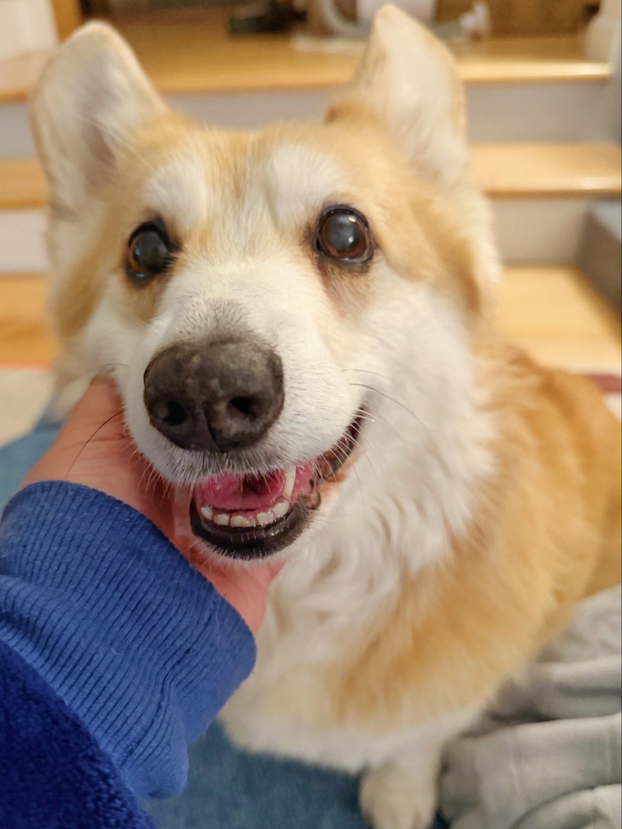 Lilo the Welsh Corgi tweet media