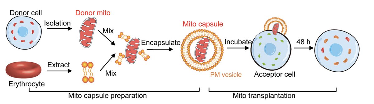 Eric Topol tweet media
