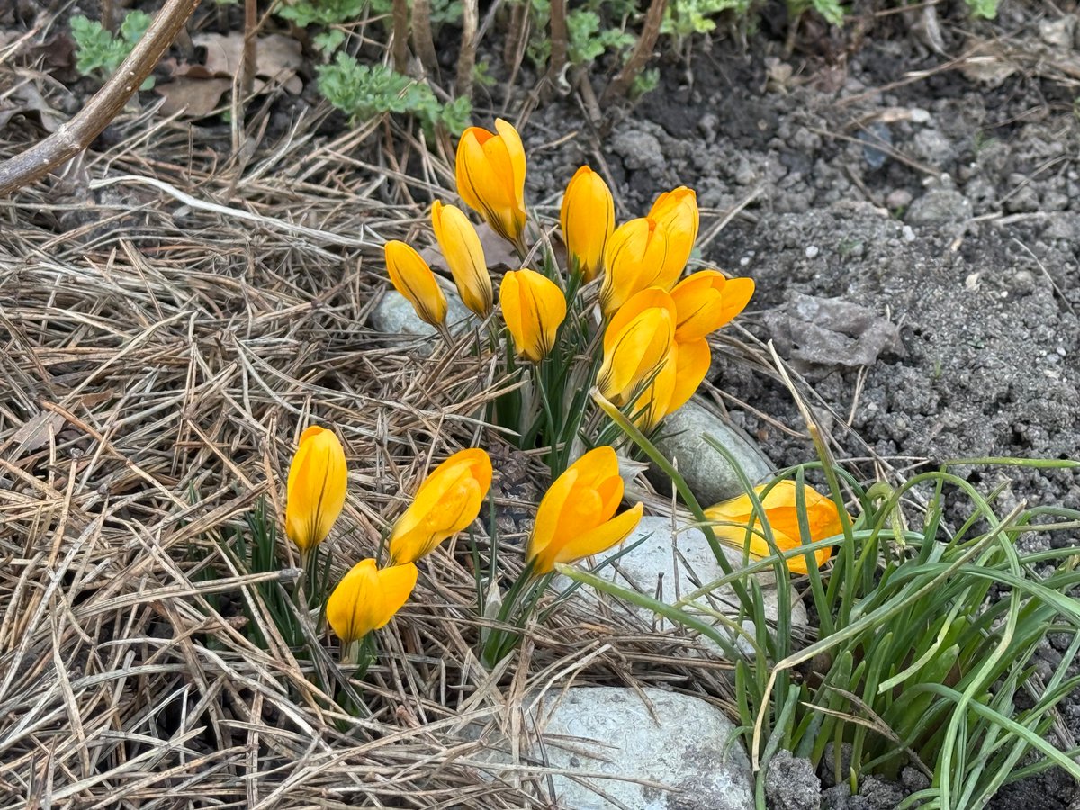 Приключения красной шапочки tweet media