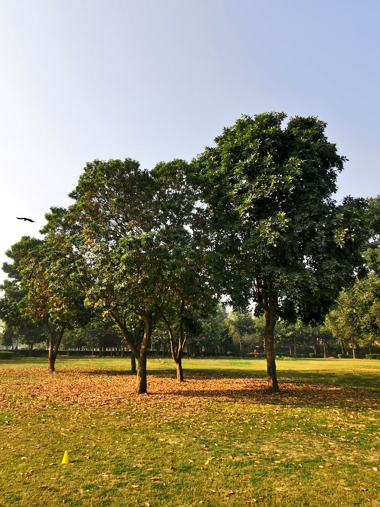 DelhiTrees tweet media