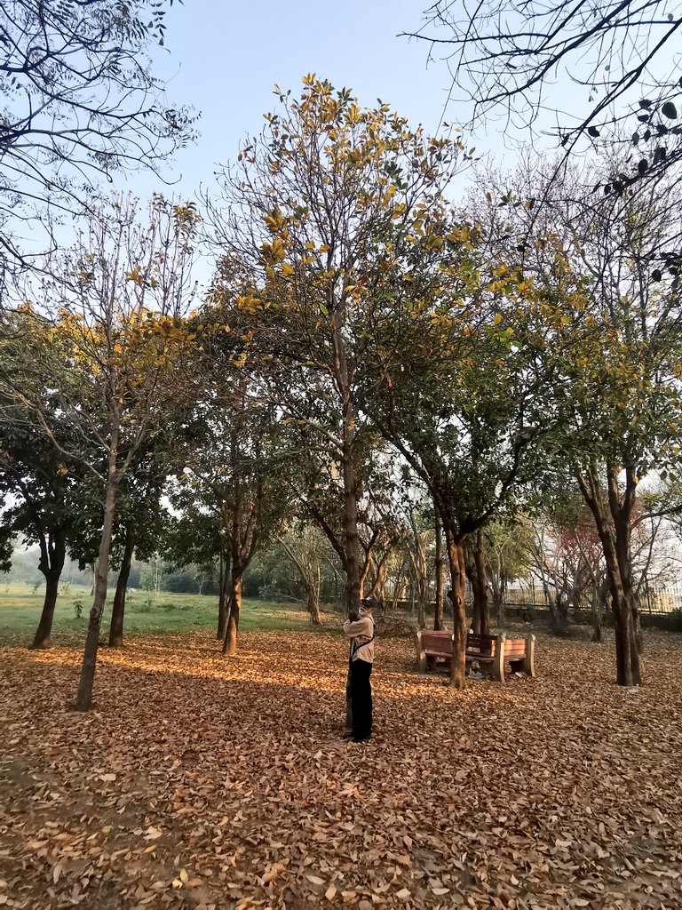 DelhiTrees tweet media