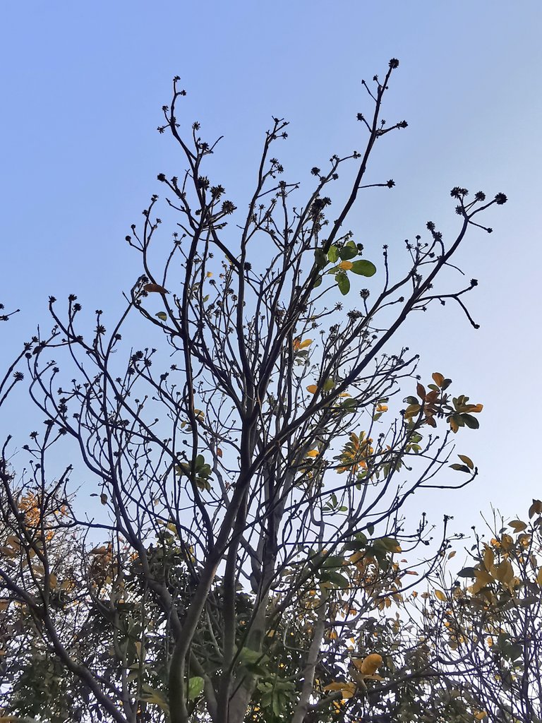 DelhiTrees tweet media