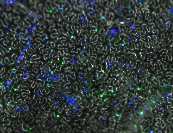 Science Signaling tweet media