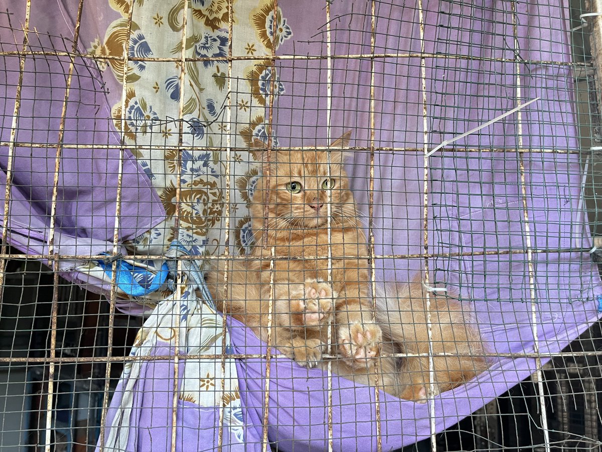 Yukawari tweet media