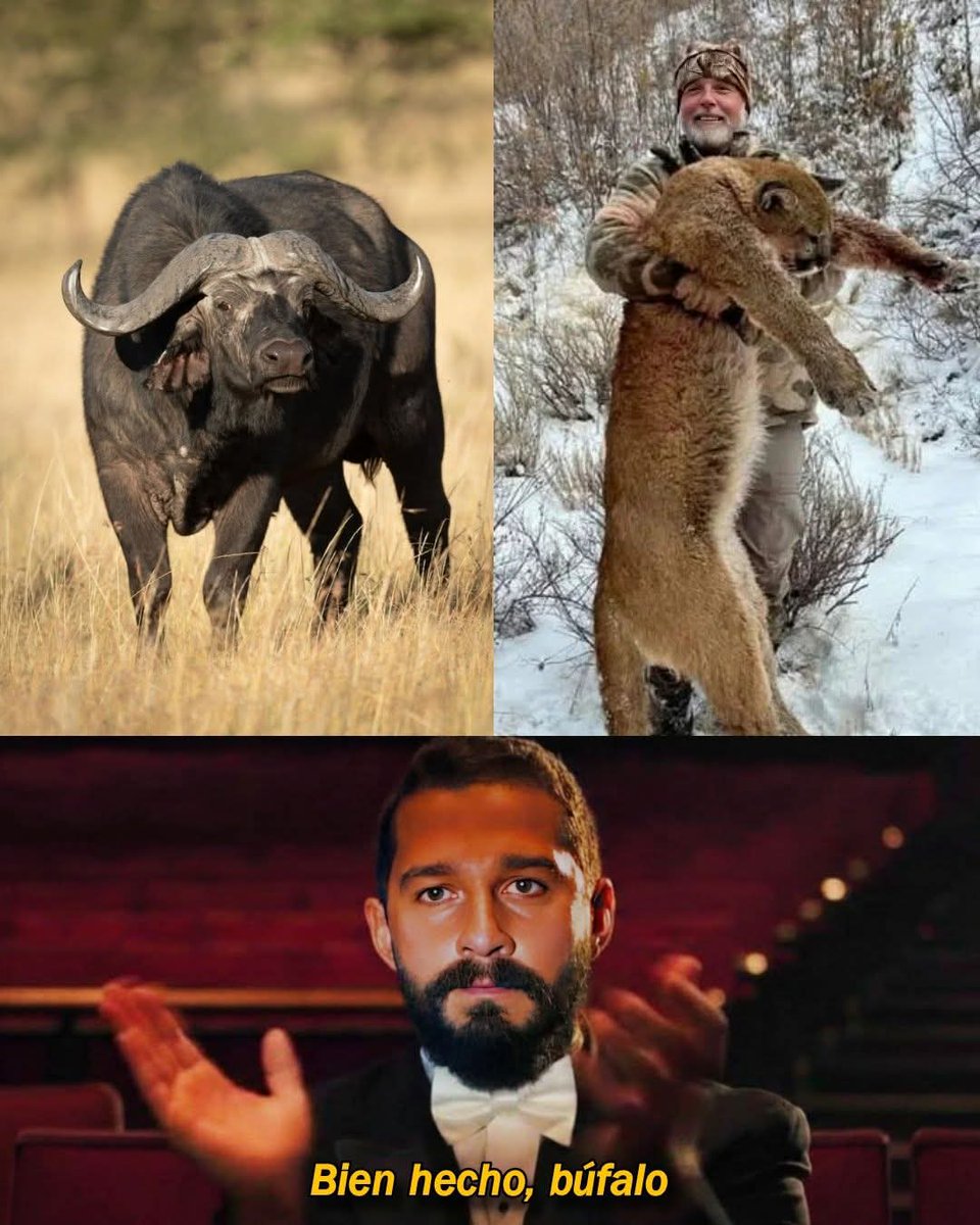 Alfredo Marquez T. tweet media