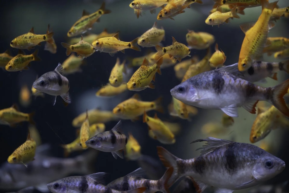 blooloop tweet media