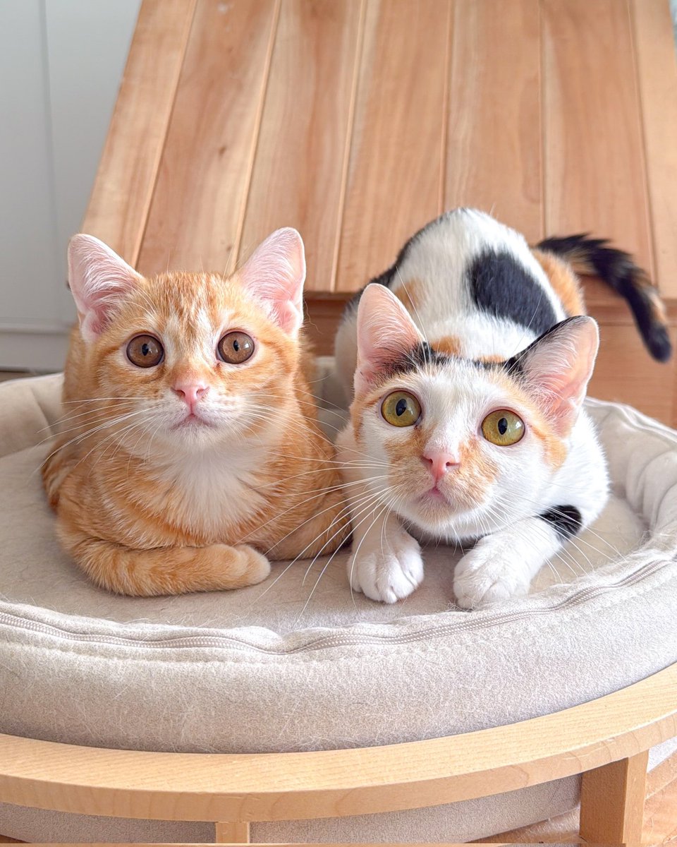 _(꒪⌓꒪」Nl_lMl3... ∠)_🏳️🌈🎨 tweet media