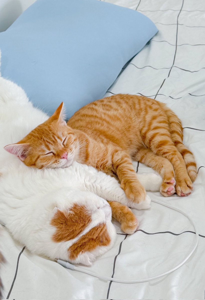 _(꒪⌓꒪」Nl_lMl3... ∠)_🏳️🌈🎨 tweet media