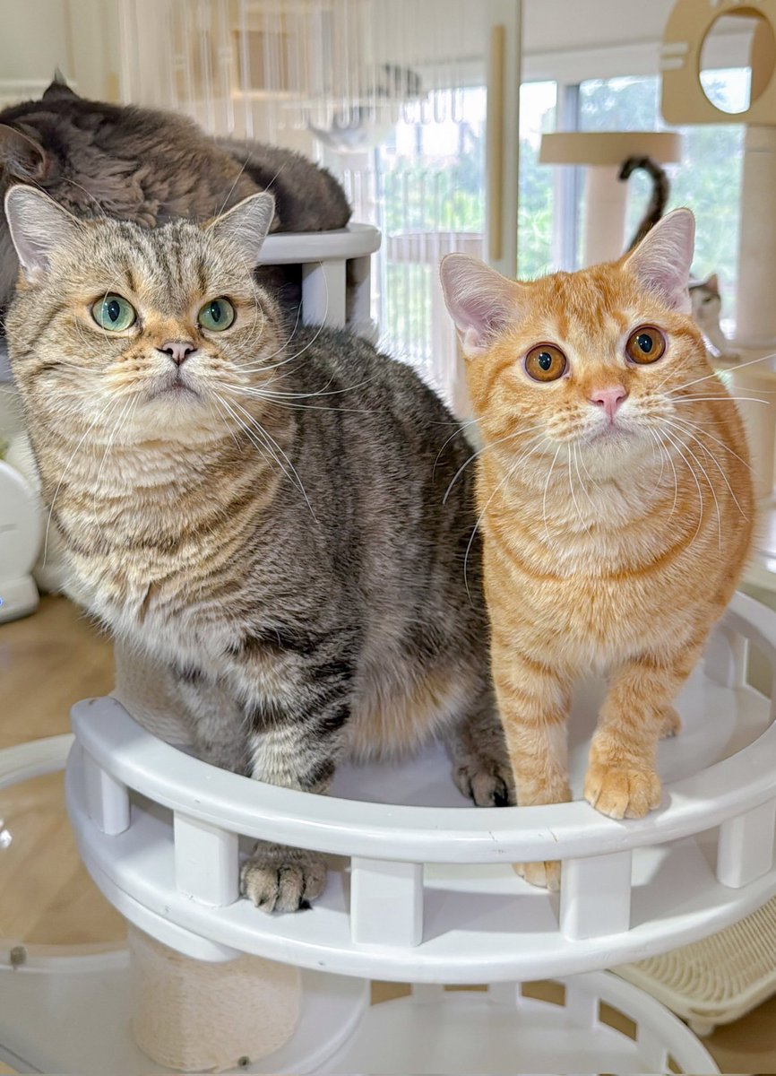 _(꒪⌓꒪」Nl_lMl3... ∠)_🏳️🌈🎨 tweet media