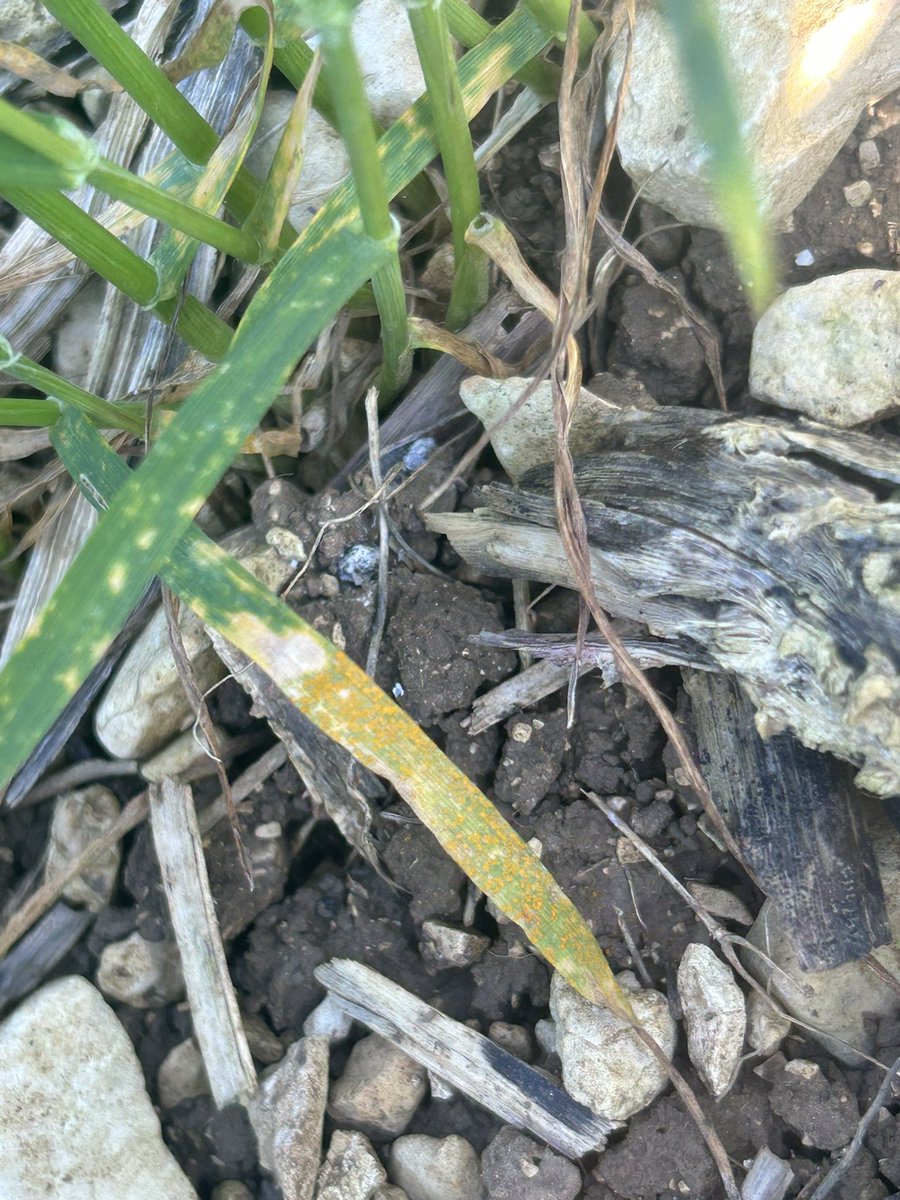 Emmanuel BONNIN tweet media