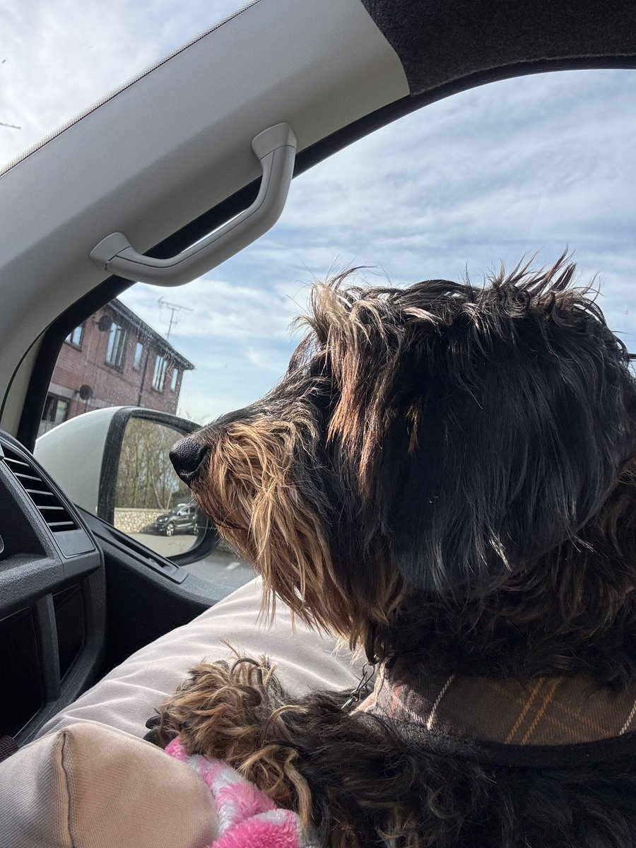 Princess Isabella Dachshund tweet media