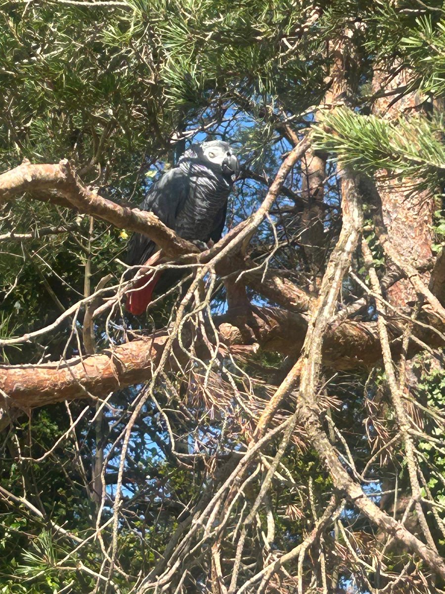 FromeNHome's tweet photo. An afternoon of playing Domino and Dice games, followed by sitting in sun, or having a walk around Chew Valley spotting parrots! 
#frome #somerset #Caring #Responsive #WellLed https://t.co/wtqHVvc7tO