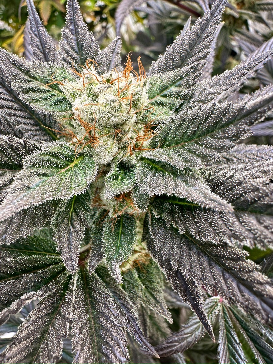 HummusMonk tweet media