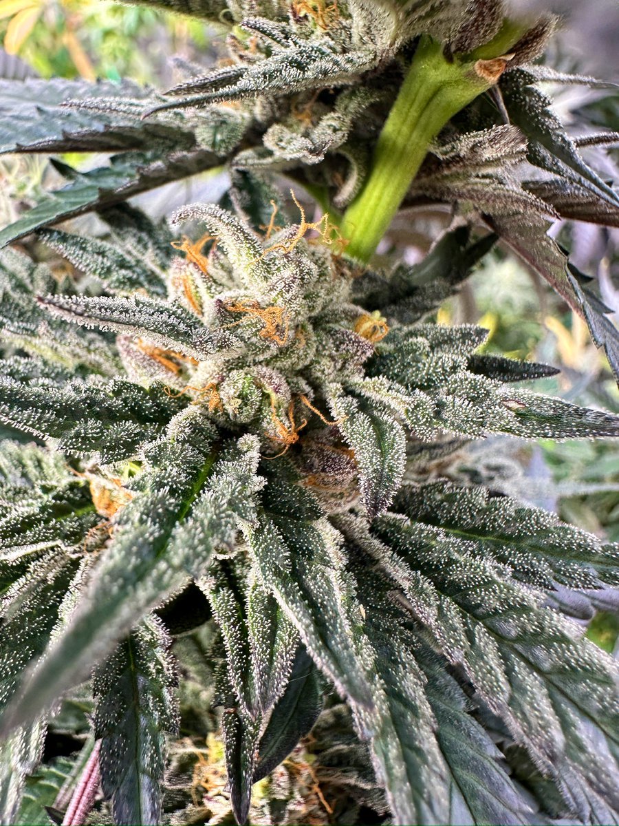 HummusMonk tweet media