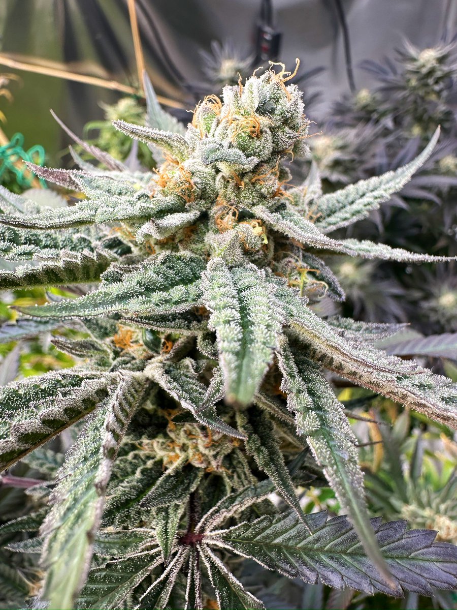 HummusMonk tweet media