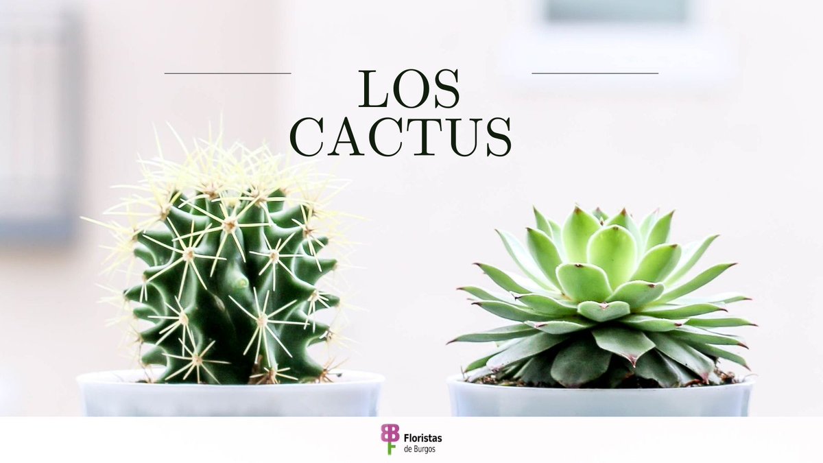 Fiesta de las Flores tweet media