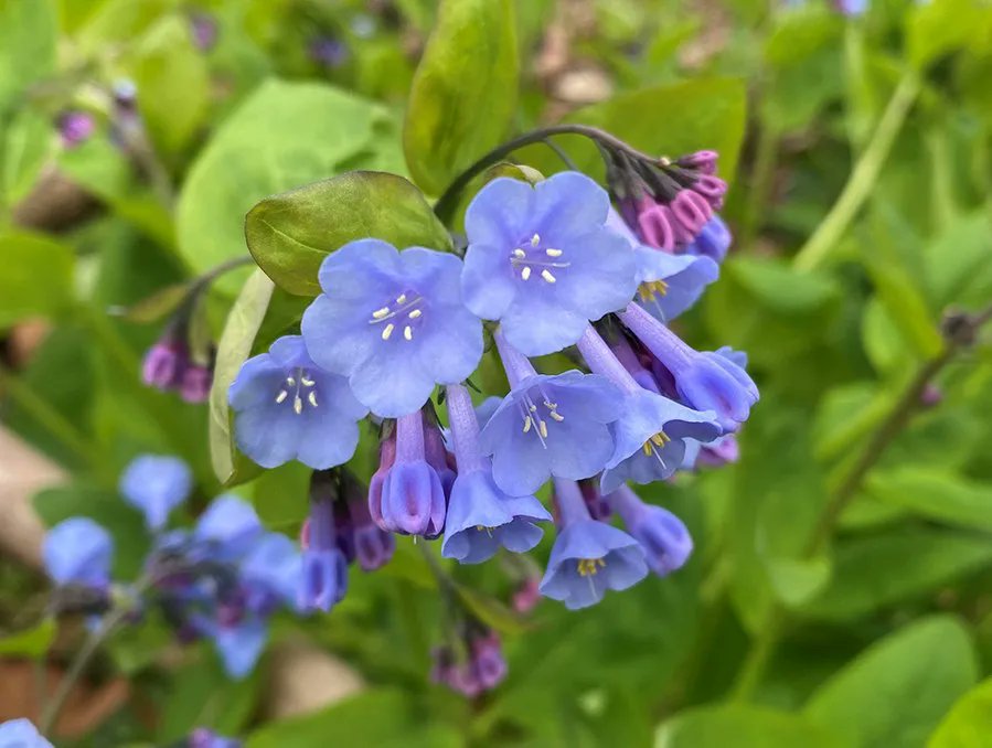 Flamenco Nut 🍄 tweet media