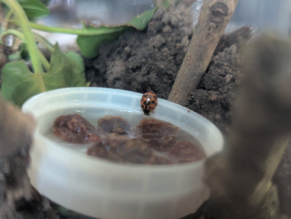 Kimber_KLAS's tweet photo. Meet my new pet, Bert!
Please comment tip on how to look after him! https://t.co/trI7qZMV6o