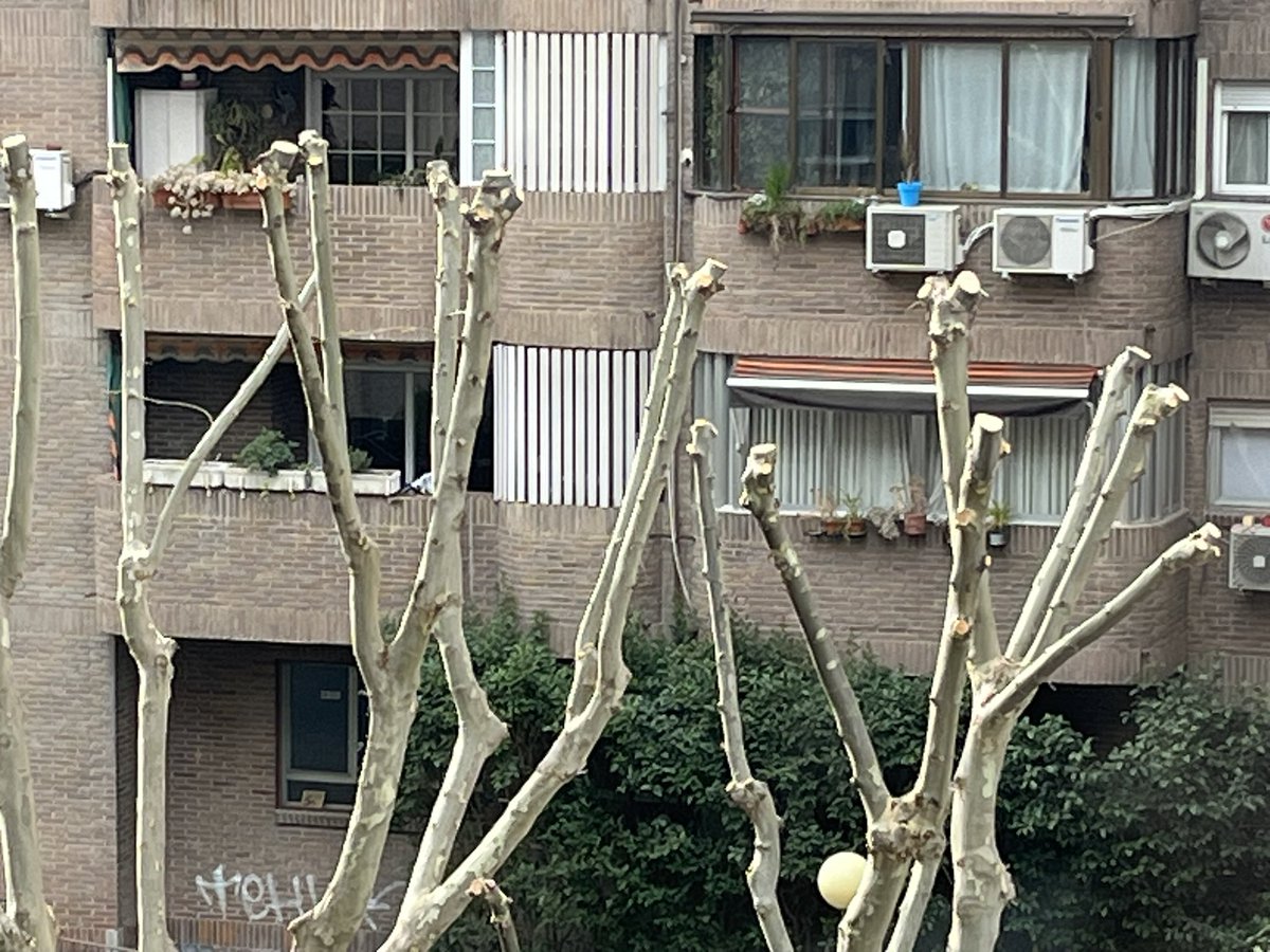 Rosa M. Tristán tweet media