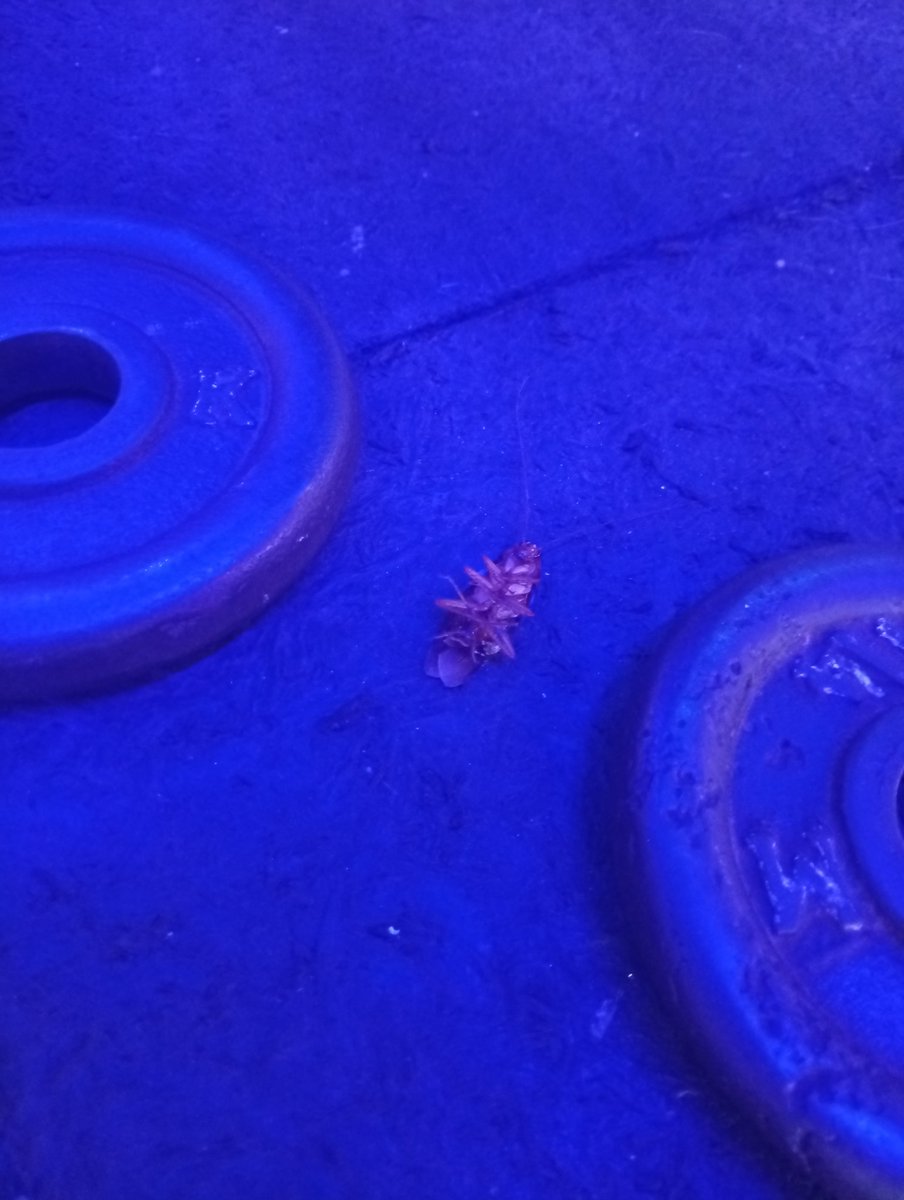 Sap-cuervo tweet media