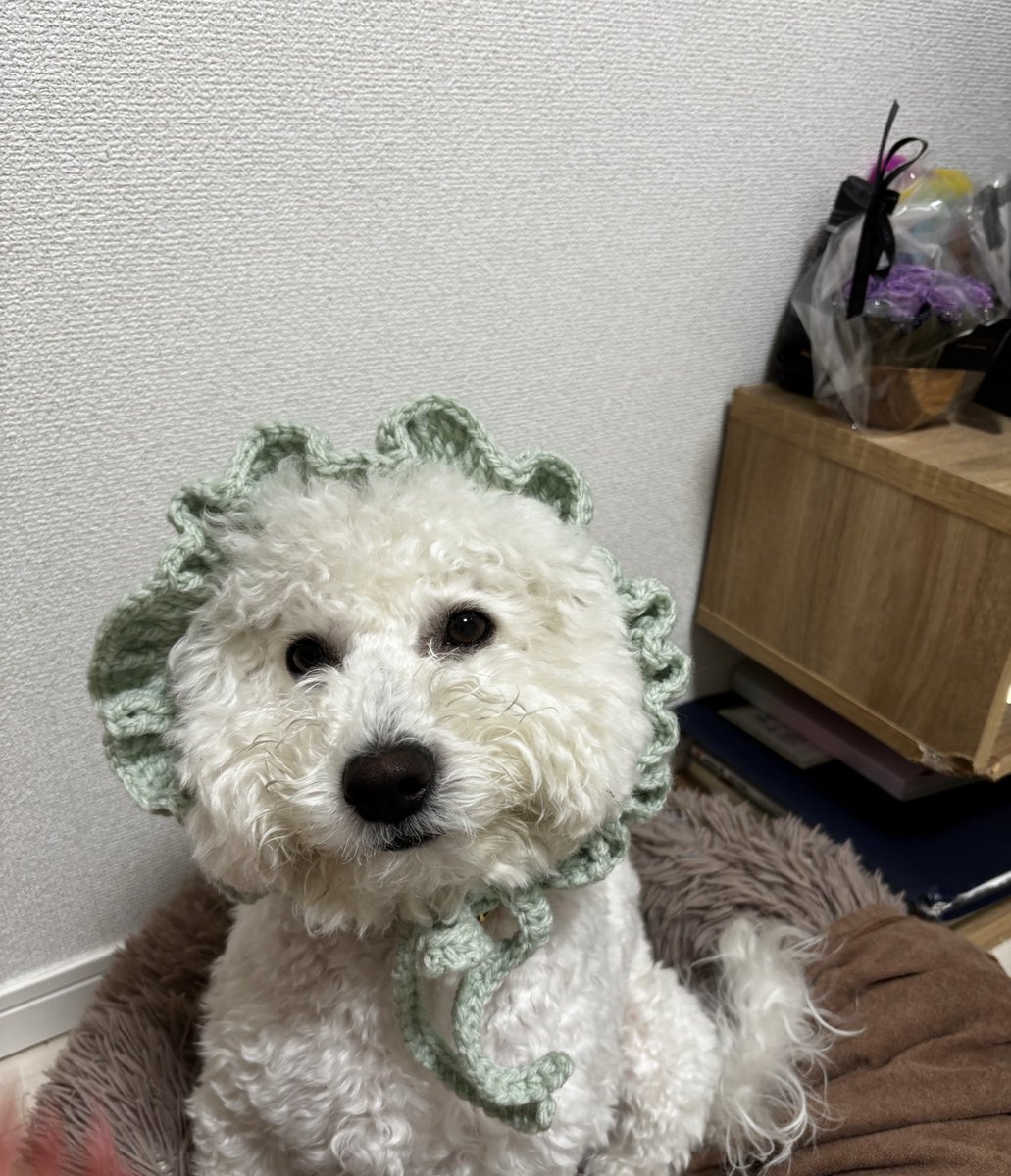 しゅわ tweet media