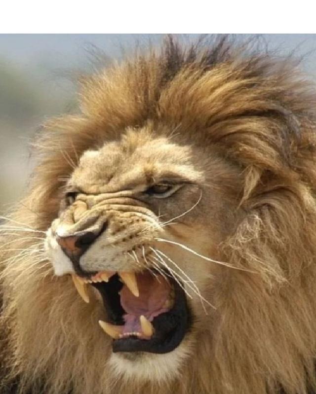 Lions 🦁 (@lionseveryday) on Twitter photo 