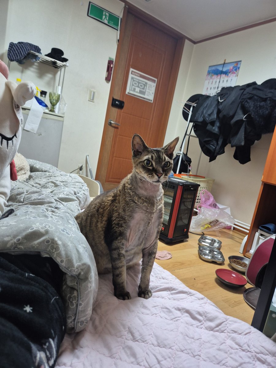 루퍼드(lunatic purple dragon) tweet media